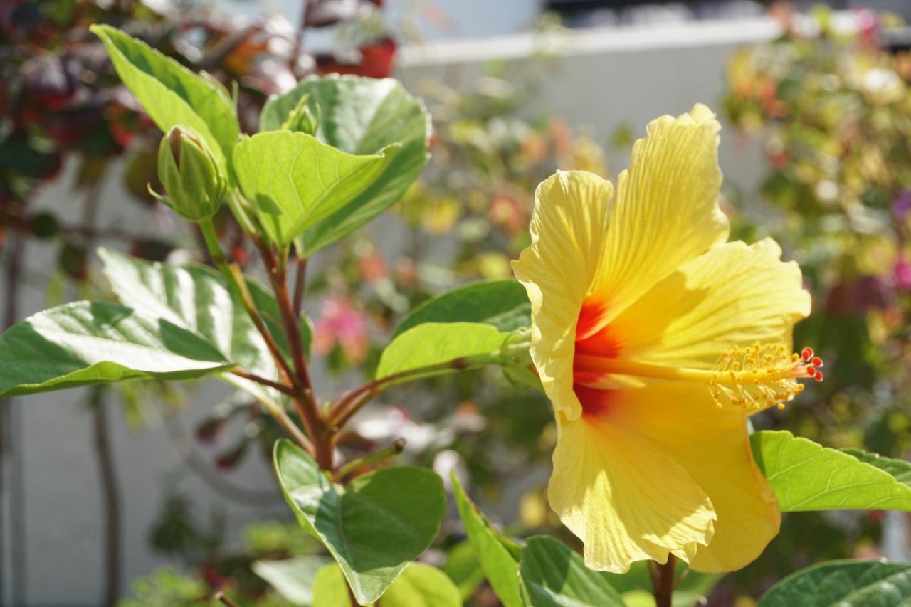 Jardim Da Celeste เวียนา โด กัสเตโล ภายนอก รูปภาพ
